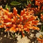 Pyrostegia venusta Flower