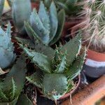 Aloe broomii Leaf