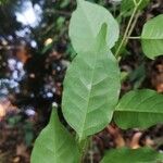 Hymenocardia ripicola Leaf