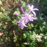 Tulbaghia violaceaFlower