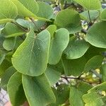 Cercis griffithii Leaf