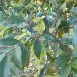 Plinia cauliflora 葉
