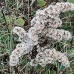 Solidago giganteaഫലം