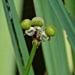 Sagittaria latifolia 花