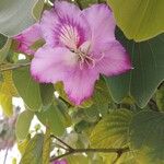 Bauhinia variegata Λουλούδι