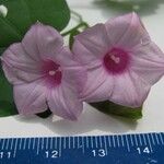 Ipomoea ramosissima Λουλούδι