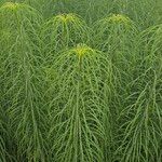 Helianthus salicifolius ഇല