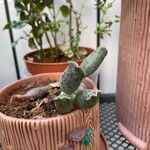 Adromischus cooperi Folha