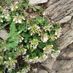 Teucrium pyrenaicum Habit