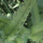 Anchusa arvensis Blad