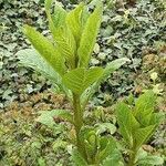 Phytolacca acinosa Feuille