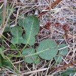 Rumex pulcher Leaf