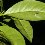 Bourreria costaricensis Likasa