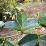 Triphasia trifolia Leaf