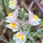 Linaria repensFlower