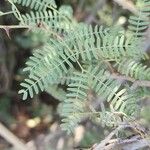 Prosopis koelziana Leaf