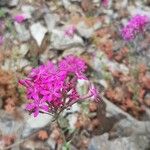 Atocion armeria Kabuk