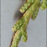 Juniperus californica Leaf