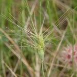 Aegilops geniculata Blomst