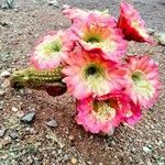 Echinopsis huascha Flor