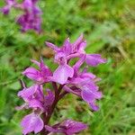 Orchis masculaFlower