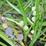 Sparganium emersum Flower