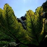 Gunnera insignis Leaf