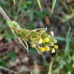 Plantago strictissima