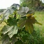 Acer glabrum Leaf