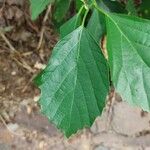 Cordia dichotoma Fuelha