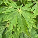 Acer japonicum Thunb.पत्ता