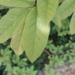 Magnolia salicifolia Leaf