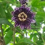 Passiflora laurifolia Цвят