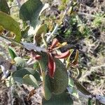 Ximenia americana Leaf