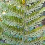 Pteridium arachnoideum Froito