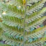 Pteridium arachnoideum ഫലം