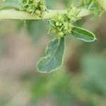 Amaranthus albus Цвят