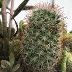 Mammillaria grahamii 葉