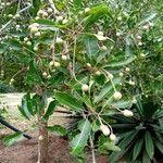 Walsura robusta Fruit