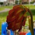 Sarracenia leucophylla Flor