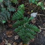 Dryopteris dilatata Облик