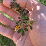 Cytisus spinosus Leht