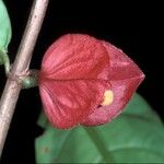 Drymonia coccinea Floare