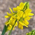 Trigonella esculenta Çiçek