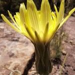 Scorzonera aristata 花