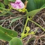 Ipomoea pes-caprae Leaf