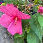 Hibiscus moscheutos花