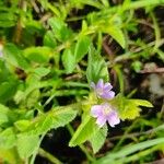 Melochia spicata Flower