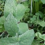 Lactuca macrophylla Hoja