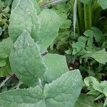 Lactuca macrophylla Feuille